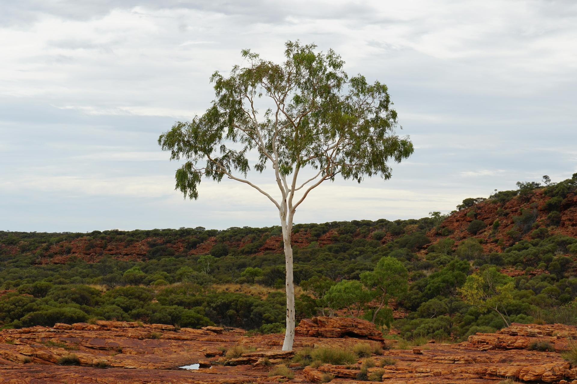 Australian ghost gum