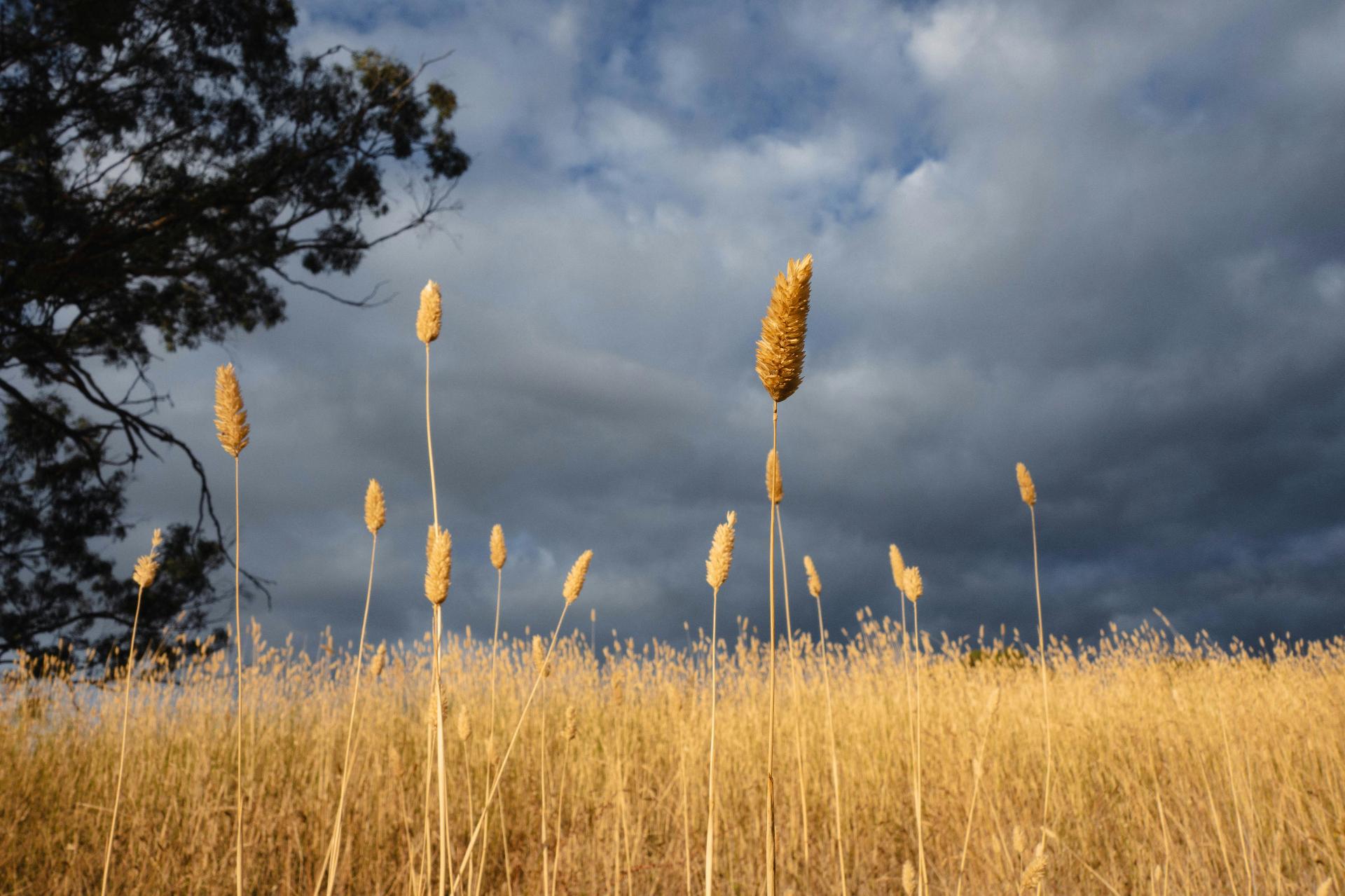 Golden grasslands