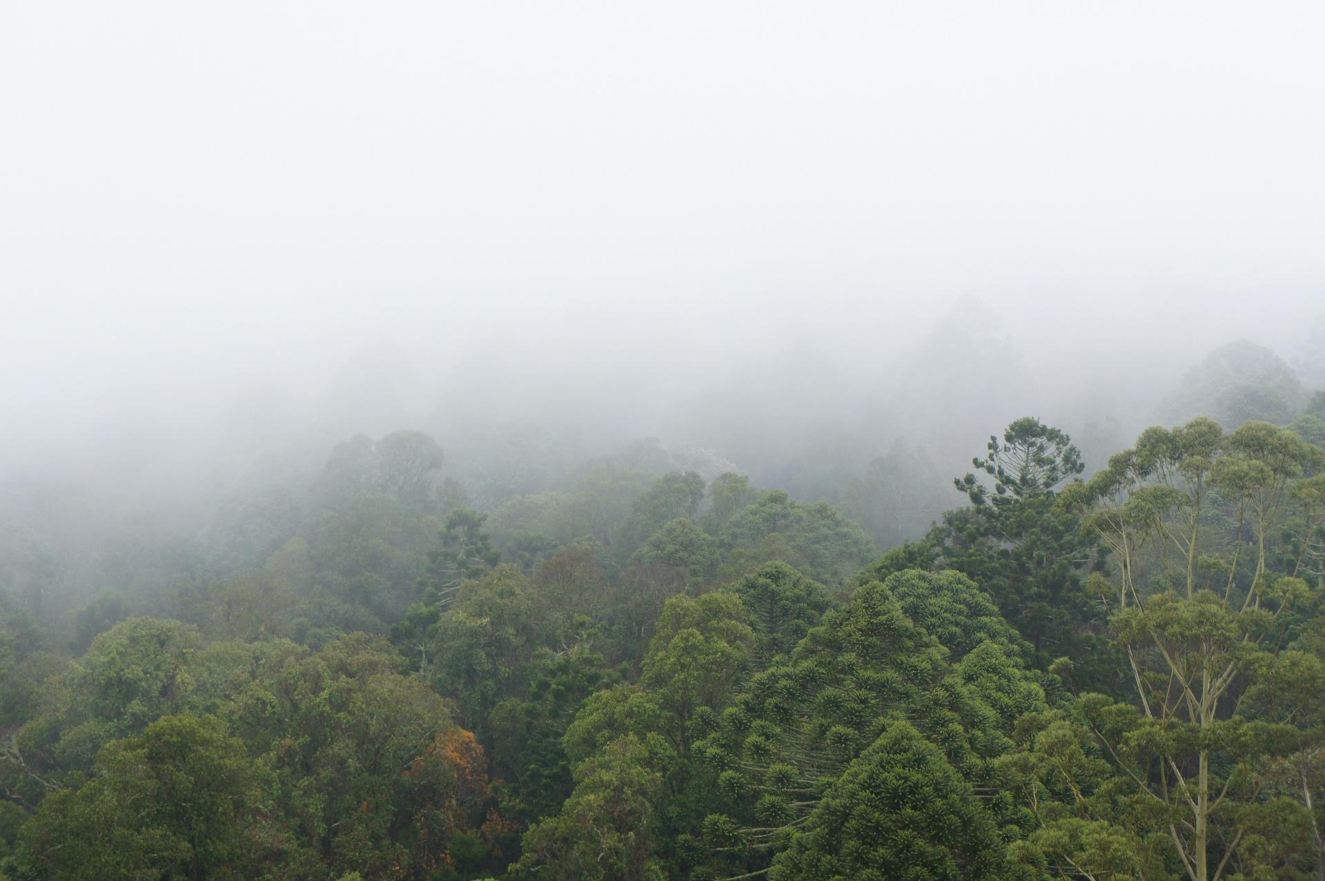 Australian misty forest