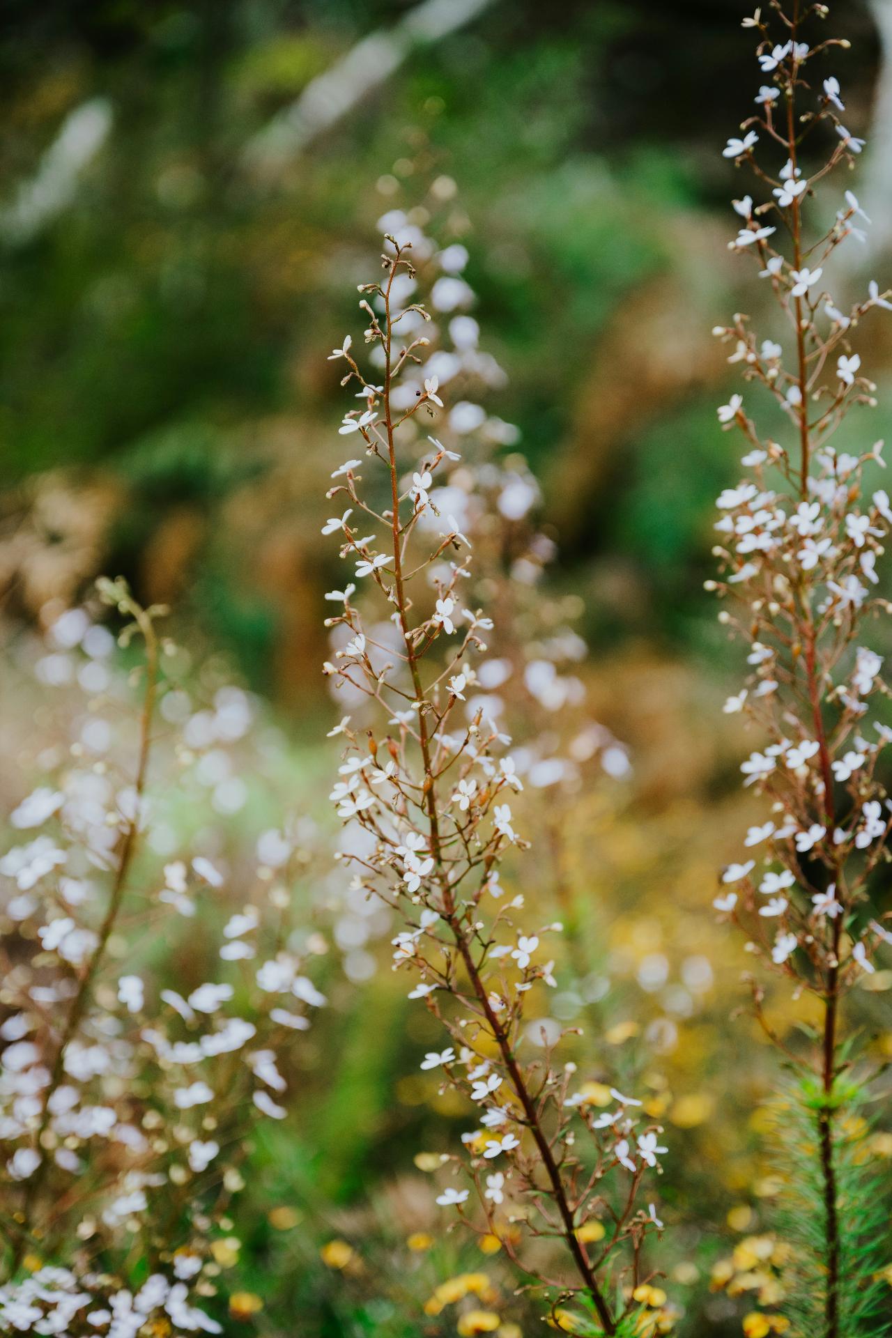 Australian native wildflowers