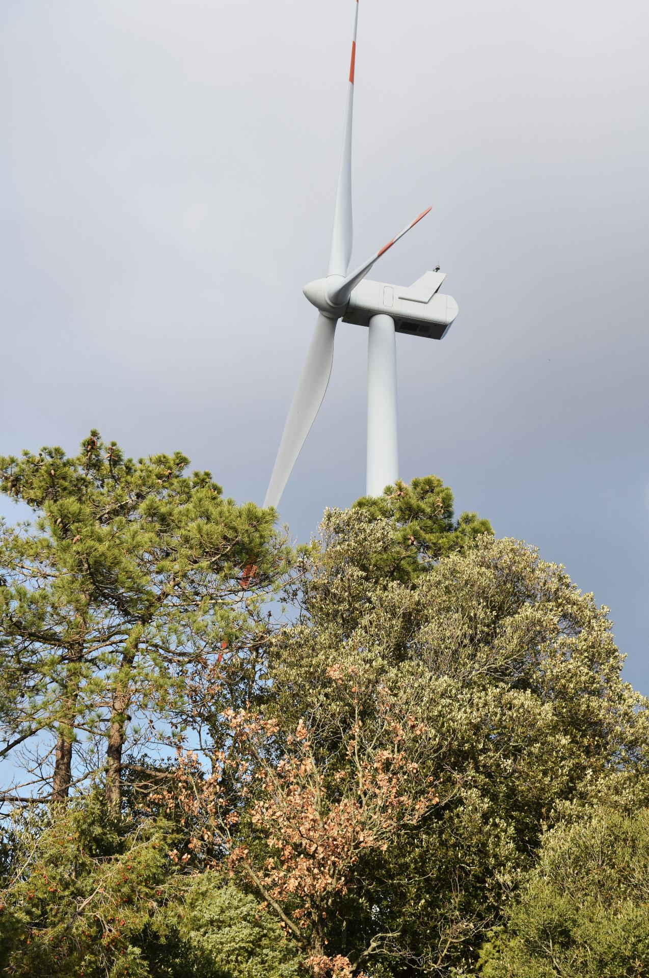 Wind turbine above trees